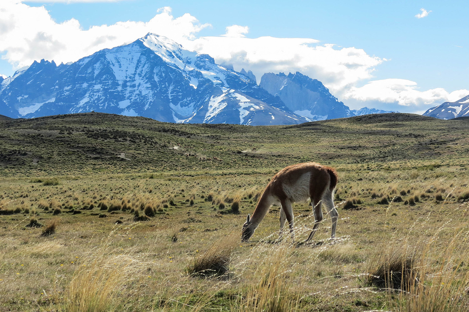 tours and travel in chile, Torres del Paine - 8